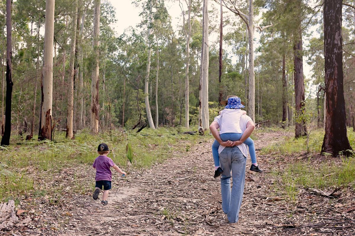 Walking track at Bodalla Forest Rest Area