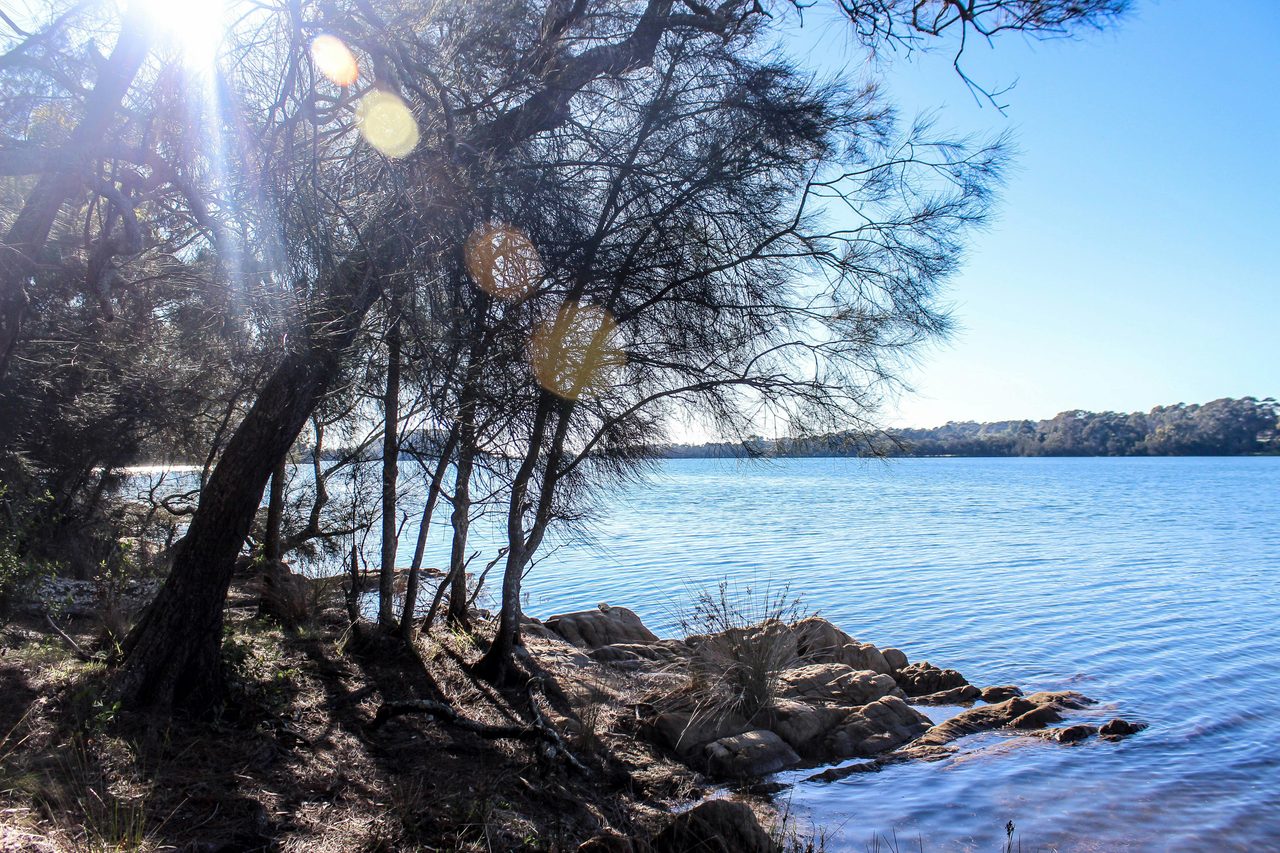 Mummaga Lake Walk starts at Bodalla Forest Rest Area