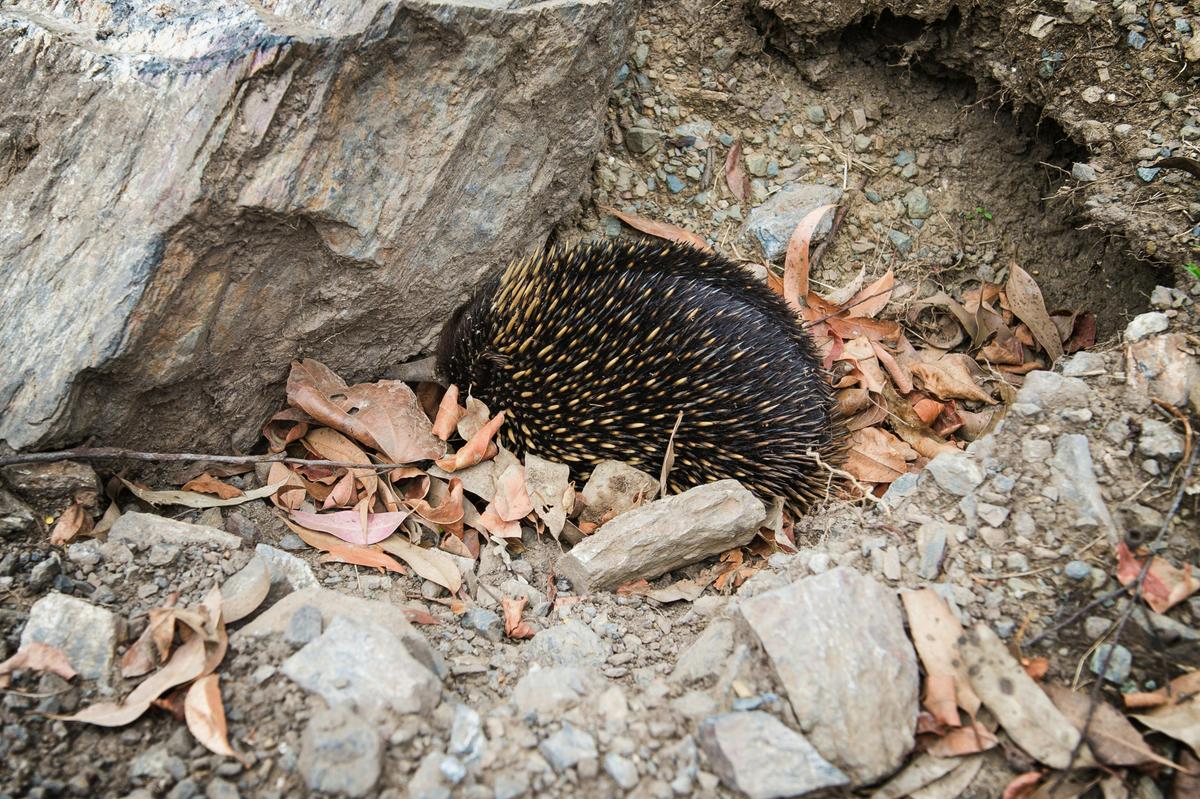 Echidna at Bodalla Forest Rest Area
