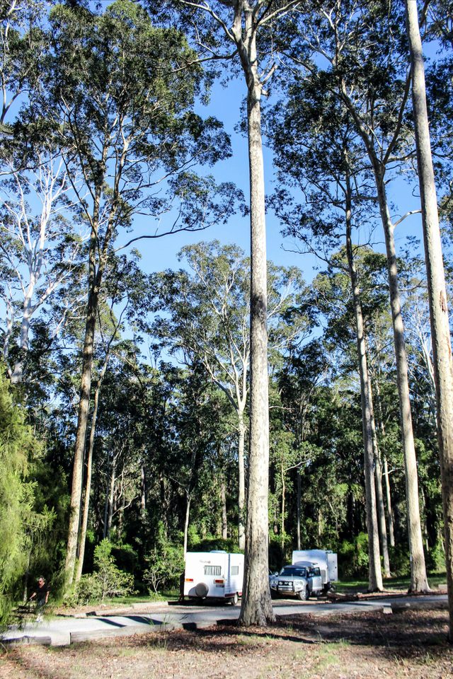 Bodalla Forest Rest Area, Bodalla State Forest