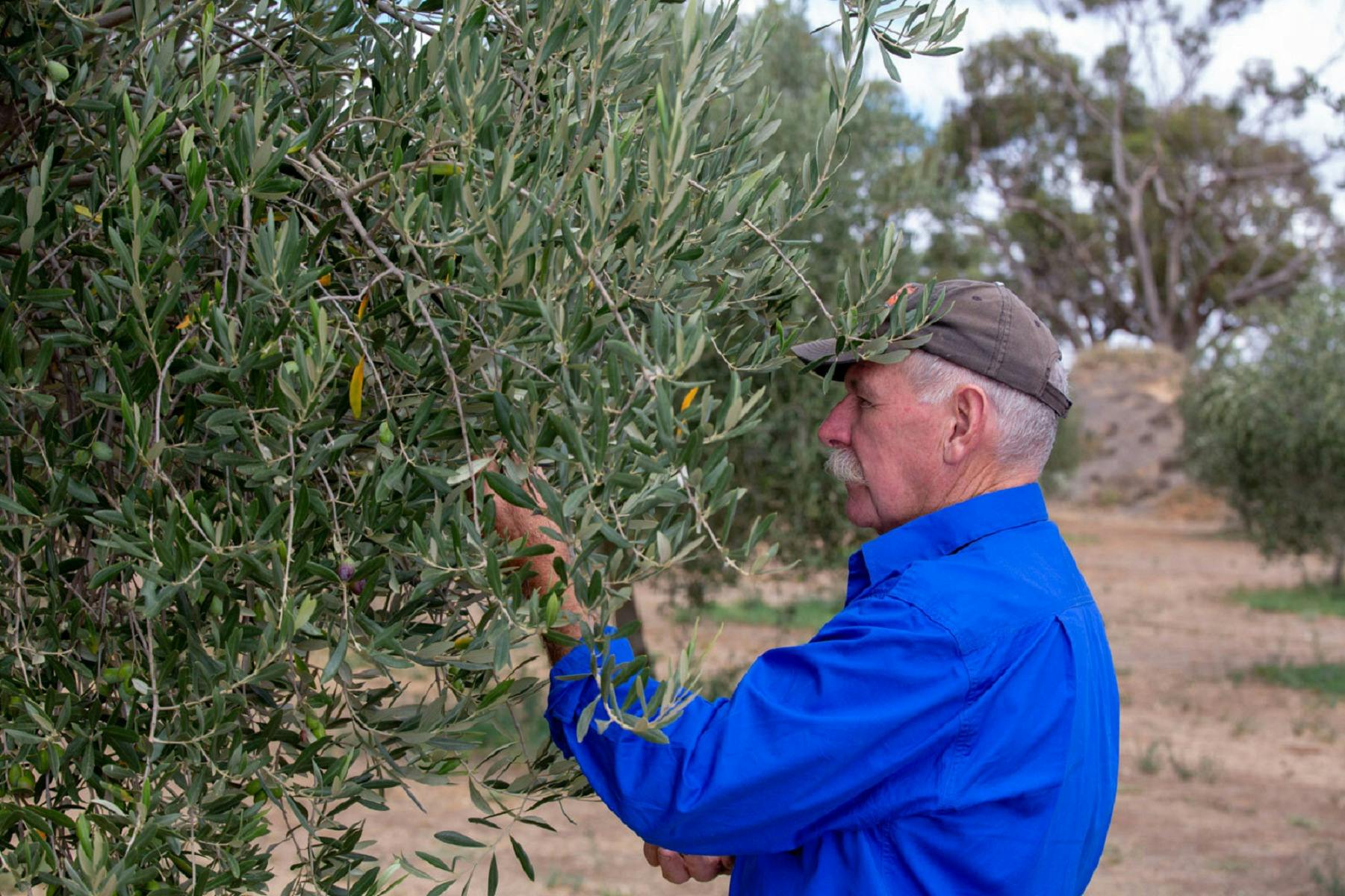 Perricoota Olives near the Murray River