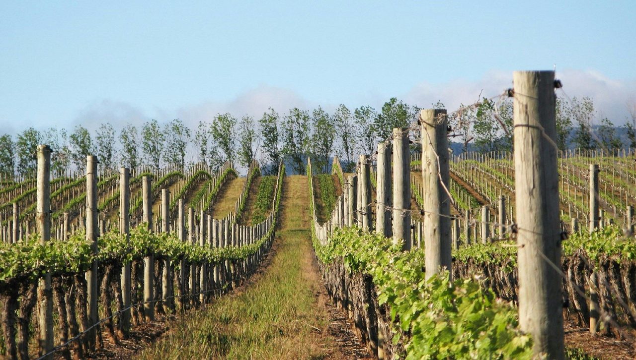 Philip Shaw Wines