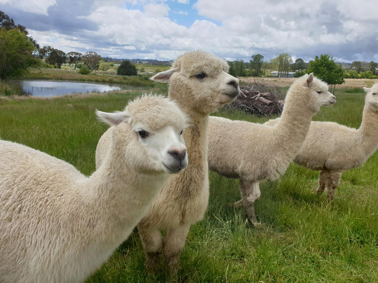 Our friendly Alpacas help keep the grass down. A little shy except at feeding time!
