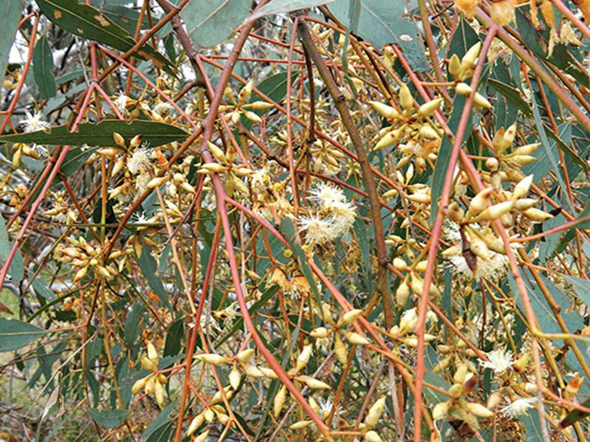 Eucalyptus gum tree flowers near the picnic area at Borenore Karst Conservation Reserve. Photo: