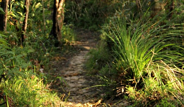Bouddi Ridge Explorer