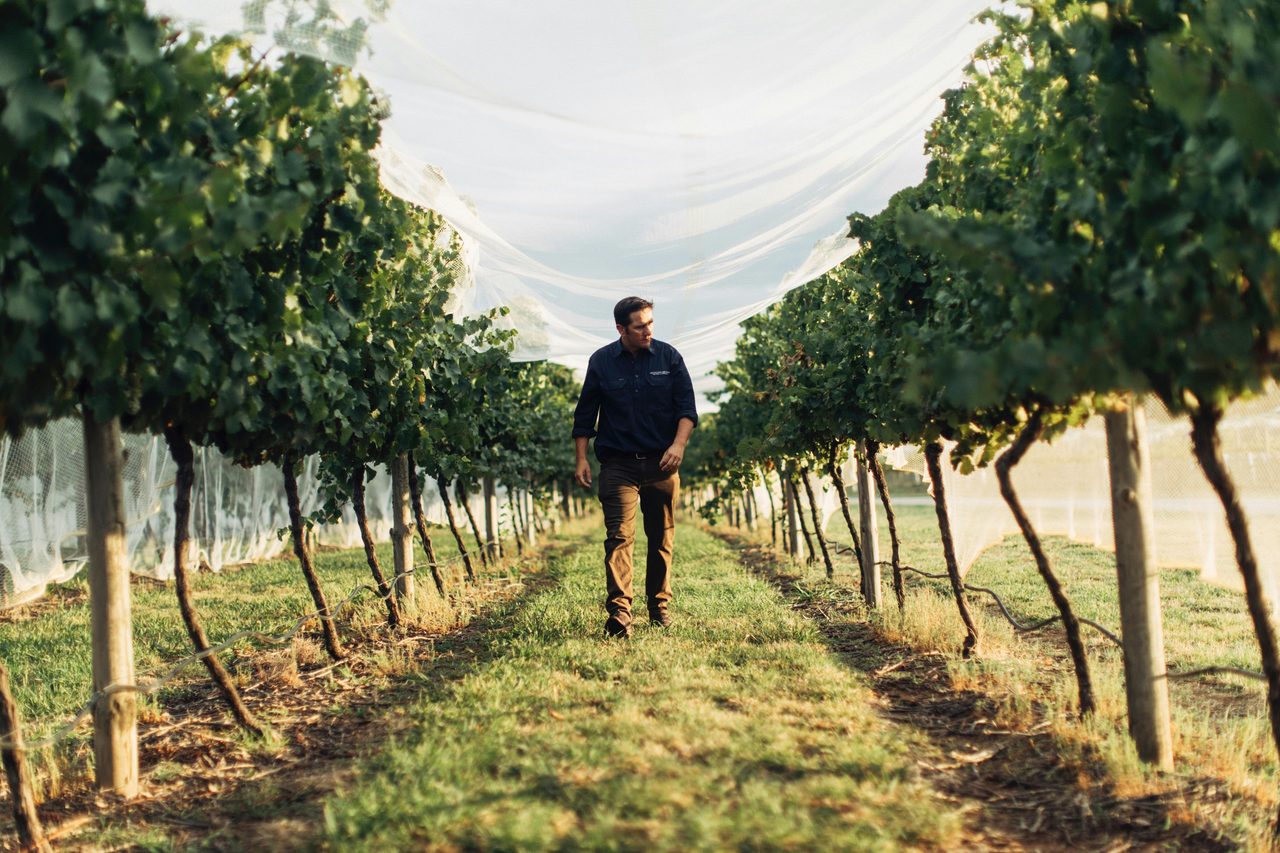 Tom Ward | Swinging Bridge Winemaker