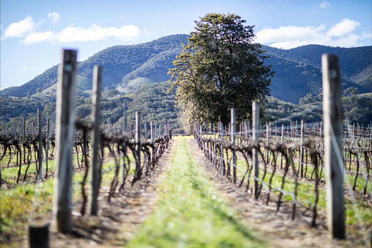 Beautiful Vineyard