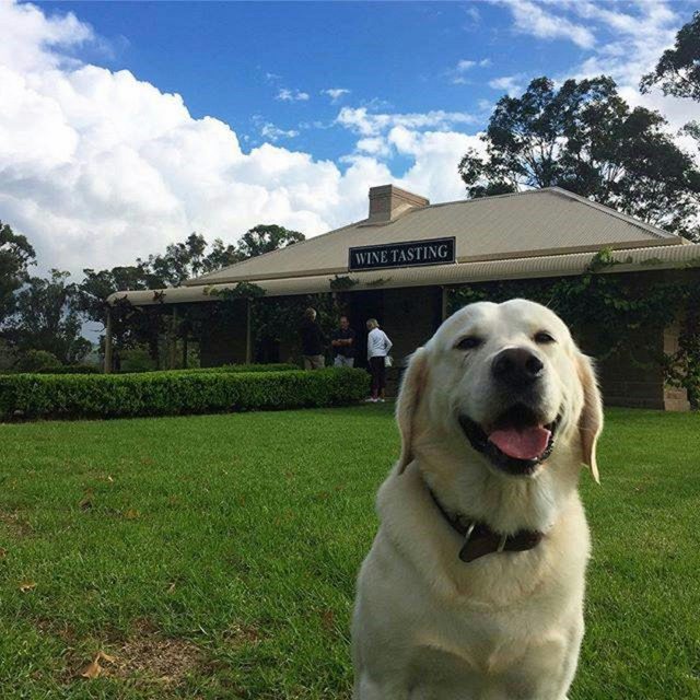 Pokolbin Estate Vineyard