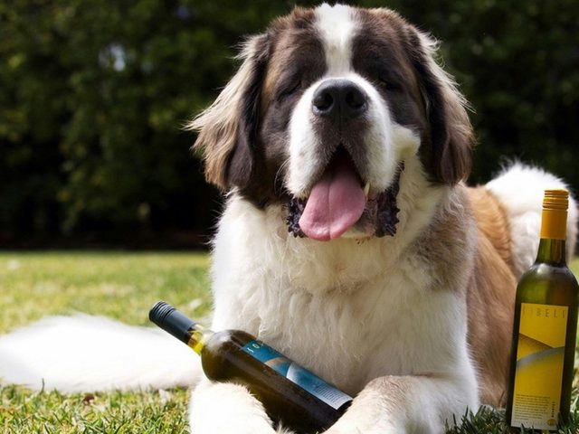 Sobels Wines