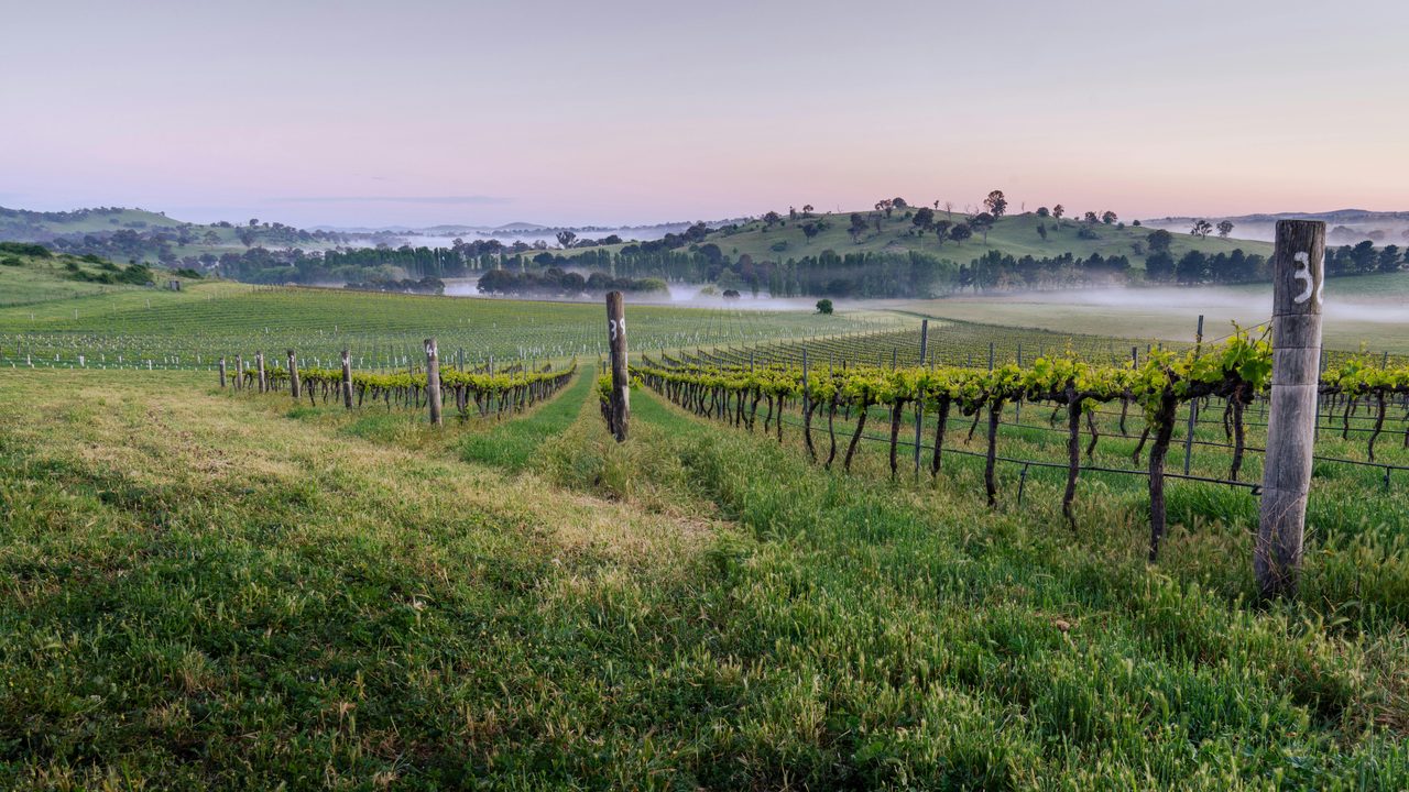 Poachers Vineyard on a misty morning