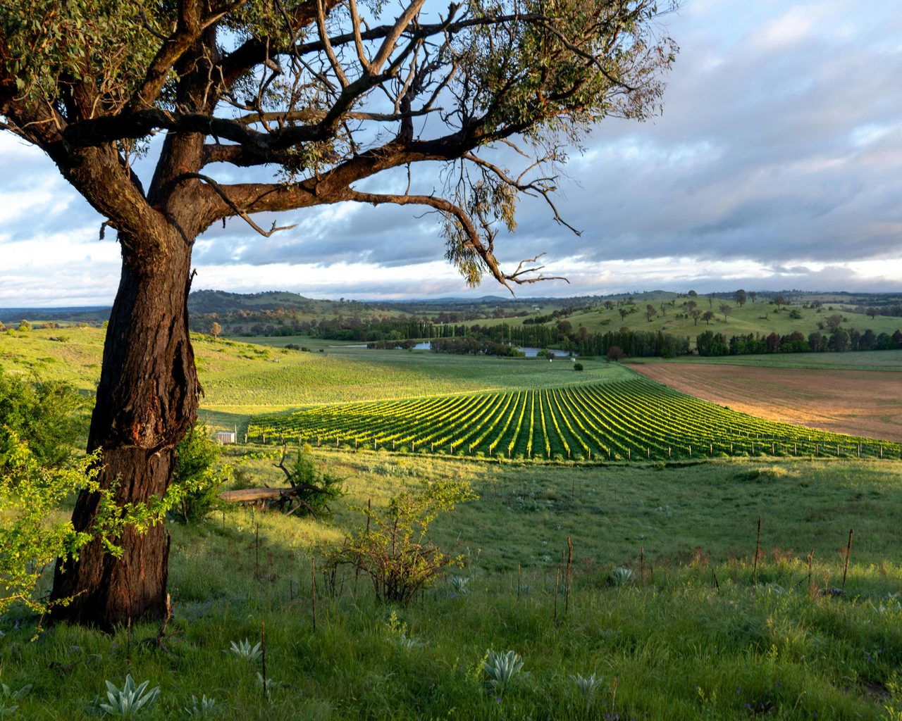 Poachers Vineyard in Spring