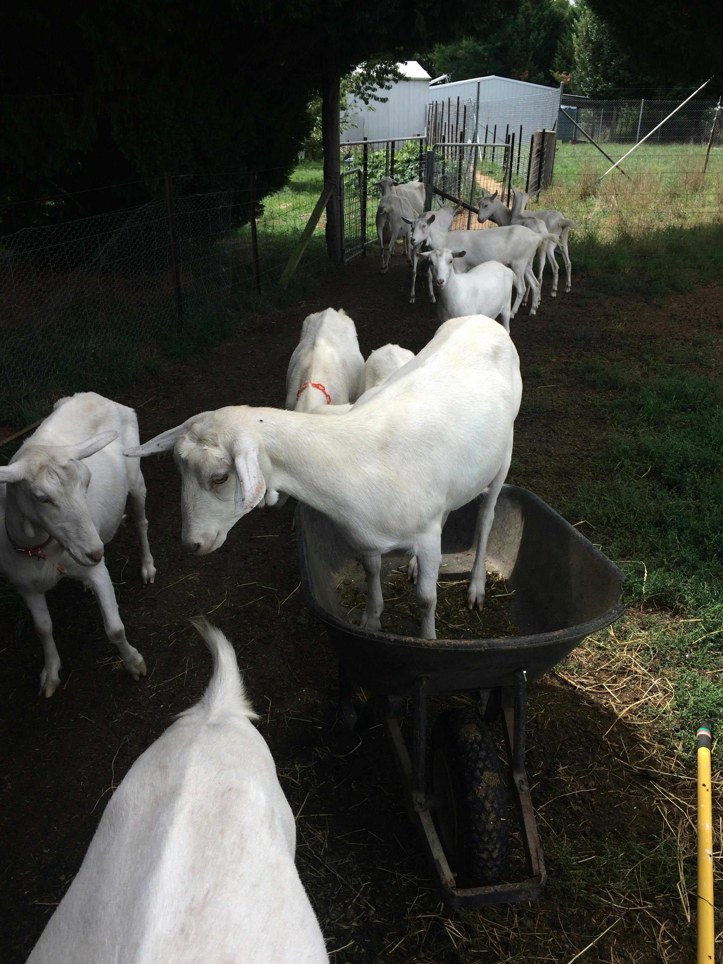 Sunhill Dairy Goats - Meet the girls