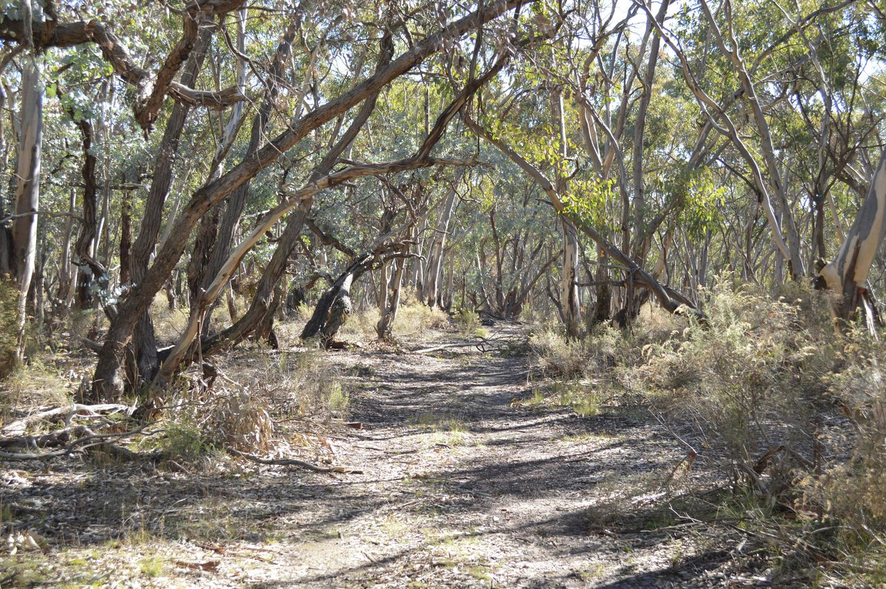 Buurree Walking Trail