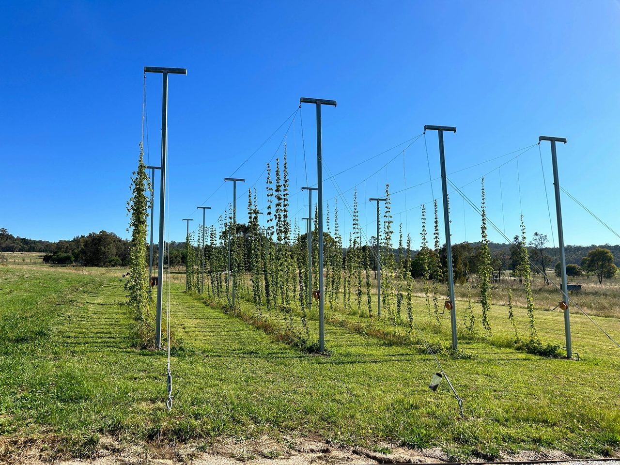 The Hop Yard @ Small Batch Brewery