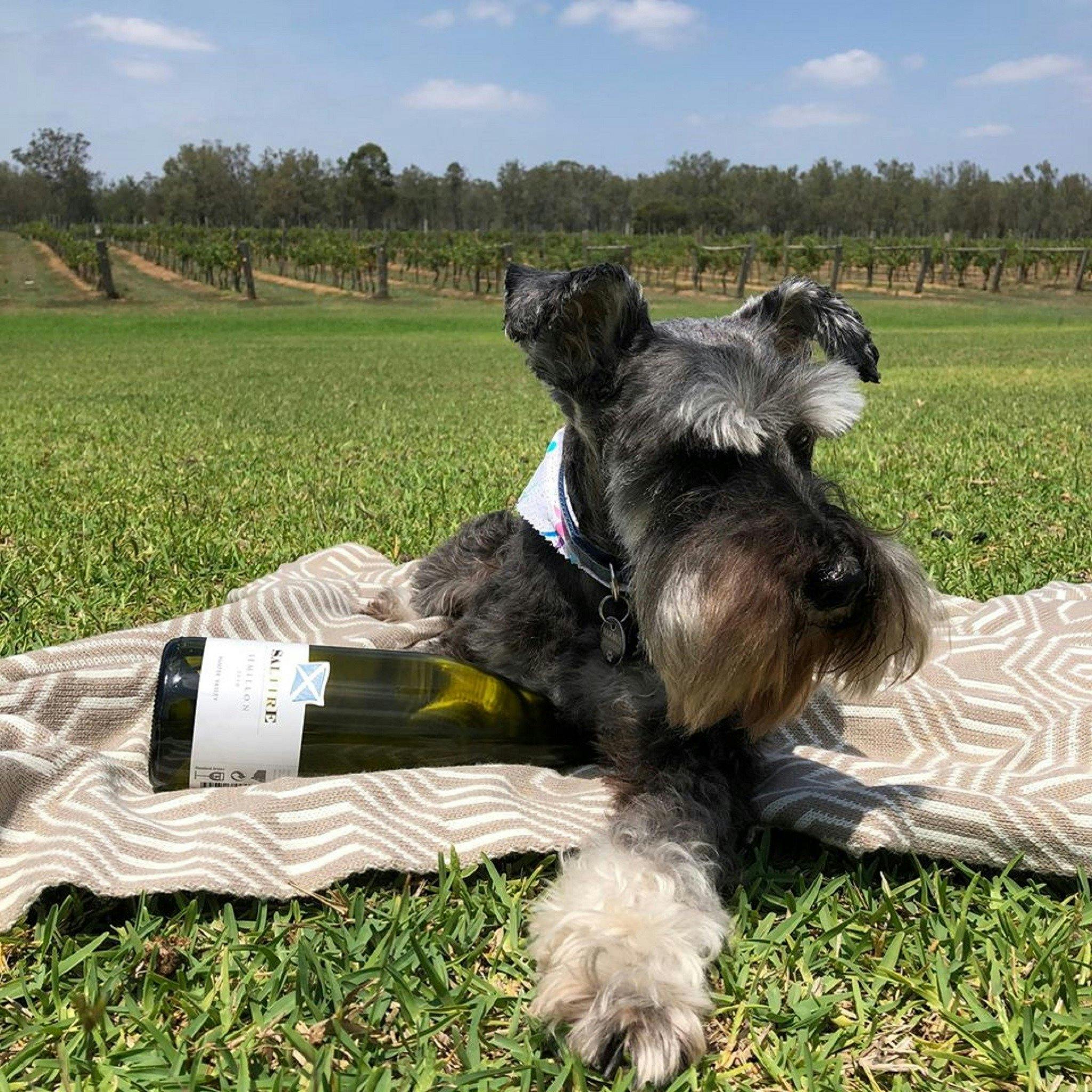 Maximus the Saltire Wine Dog