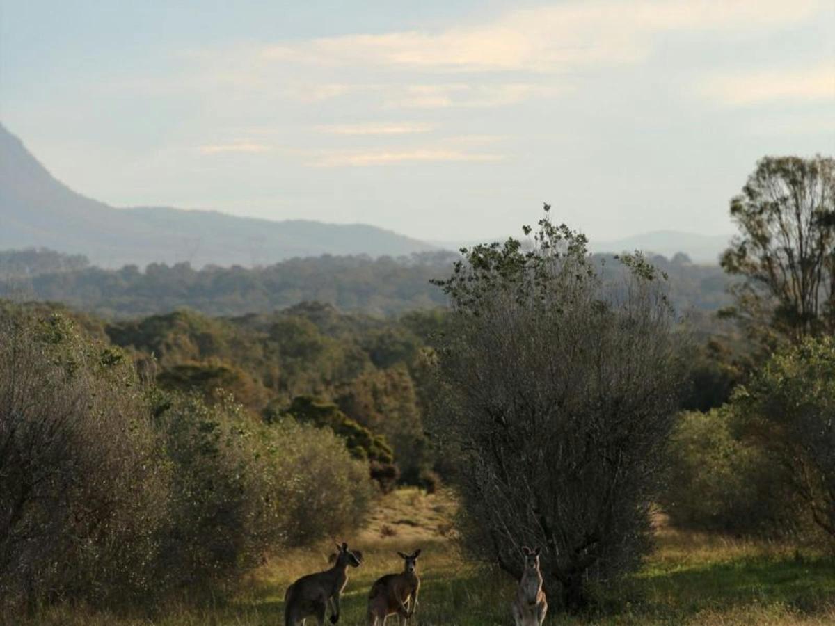 view kangaroos