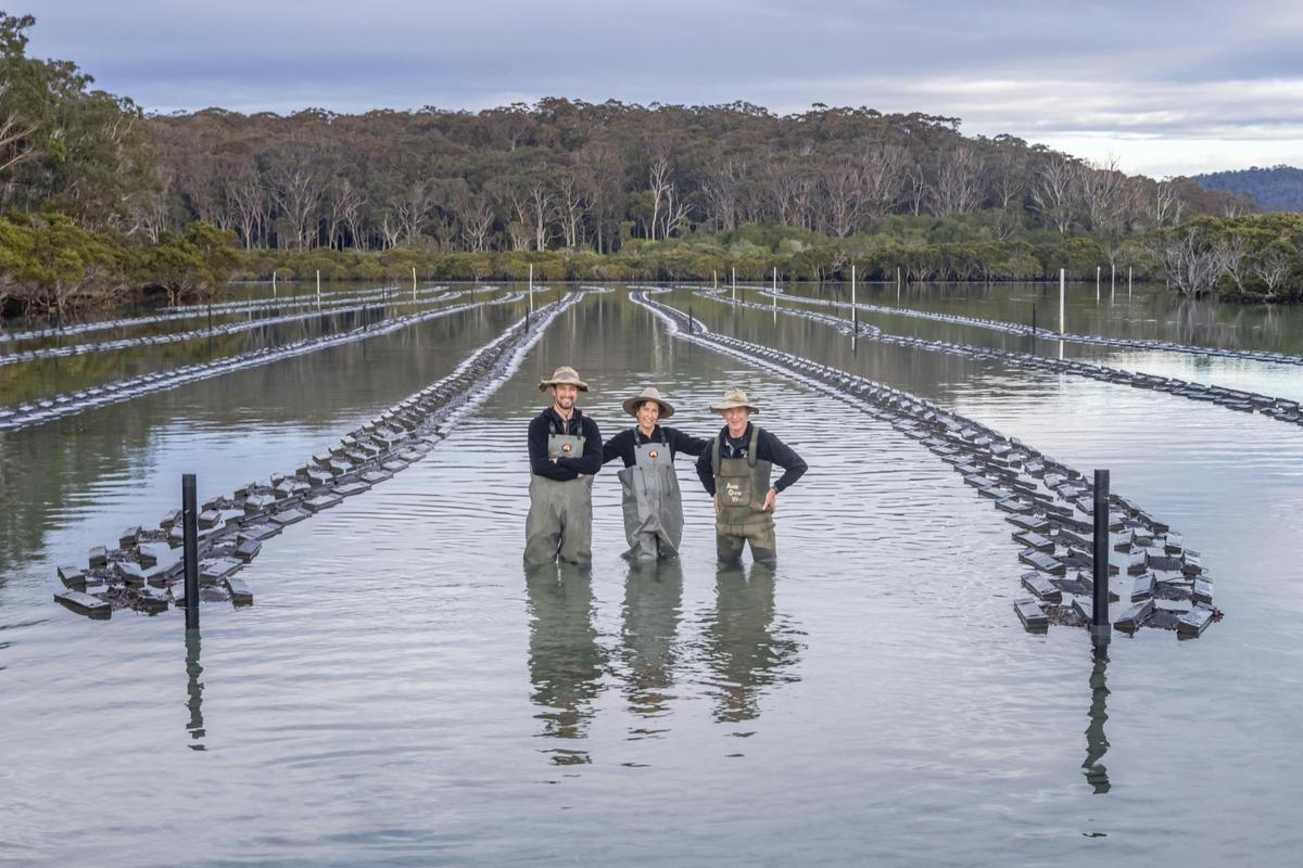 Sam, Jo and Gary Rodely at their Tathra Oysters' farm