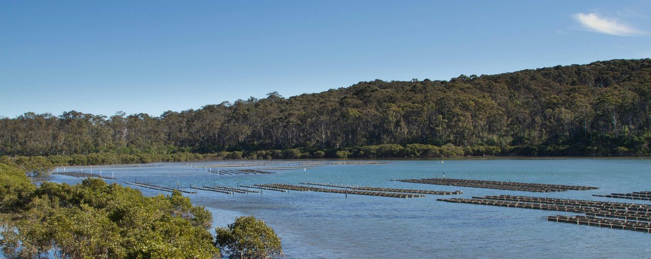 The Tathra Oysters Farm in Nelson Lagoon