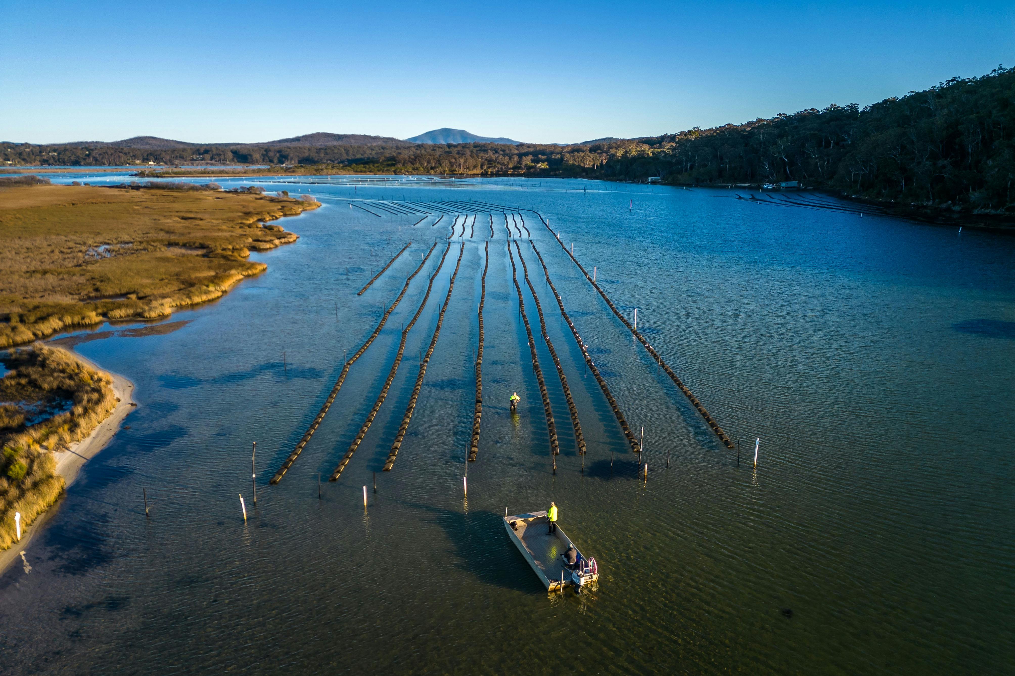 Wonboyn Rock Oysters
