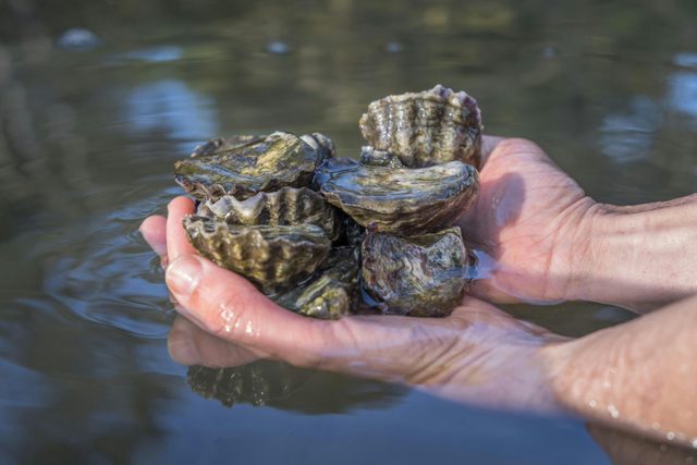 Sapphire Coast Oyster Trail