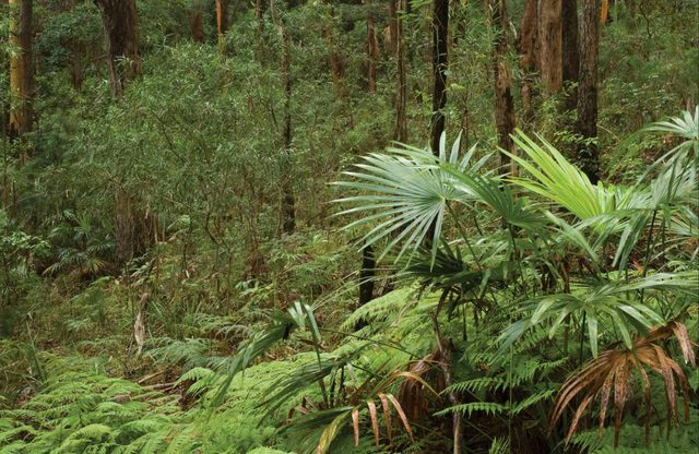 Booti Hill and Wallis Lake Walking Track