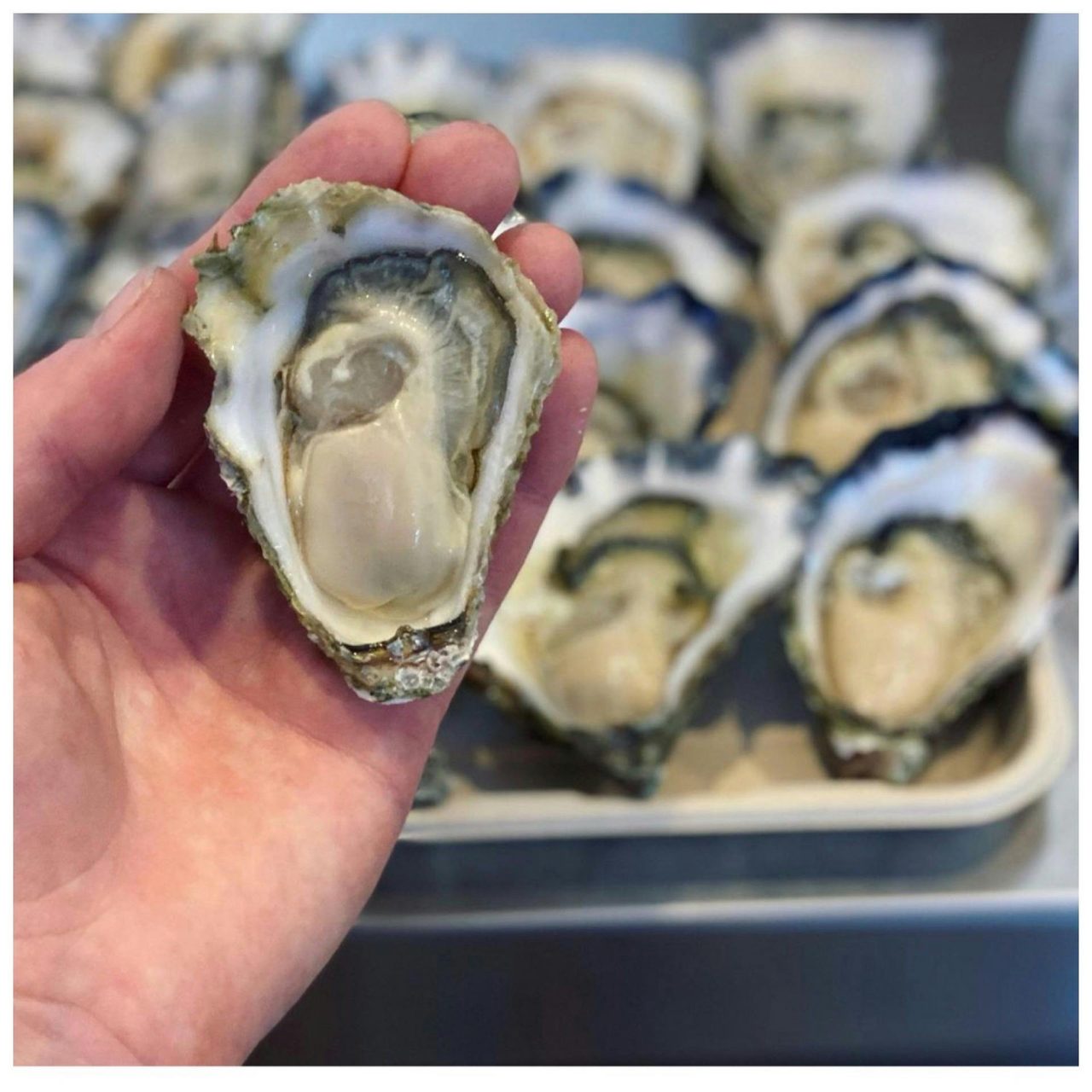 Succulent Australia coast oysters !