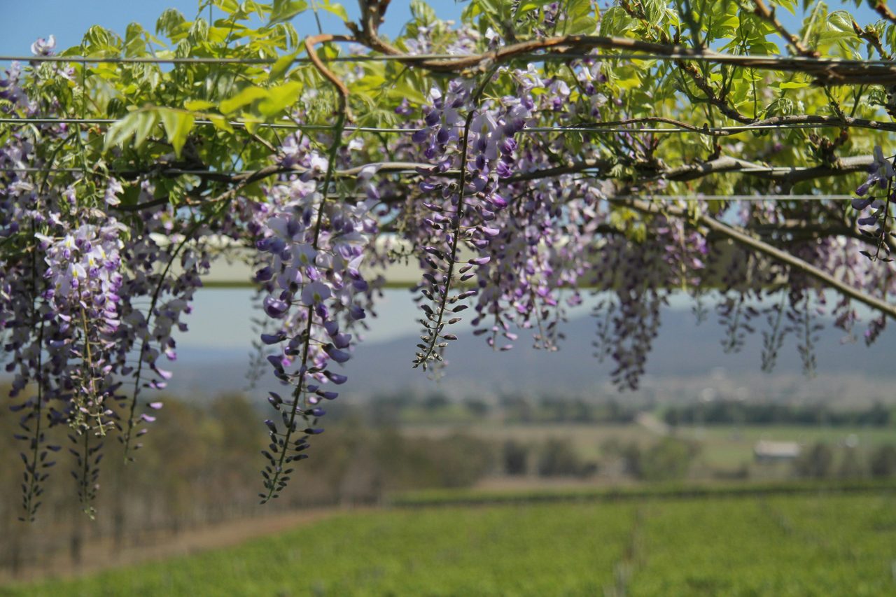 Wisteria