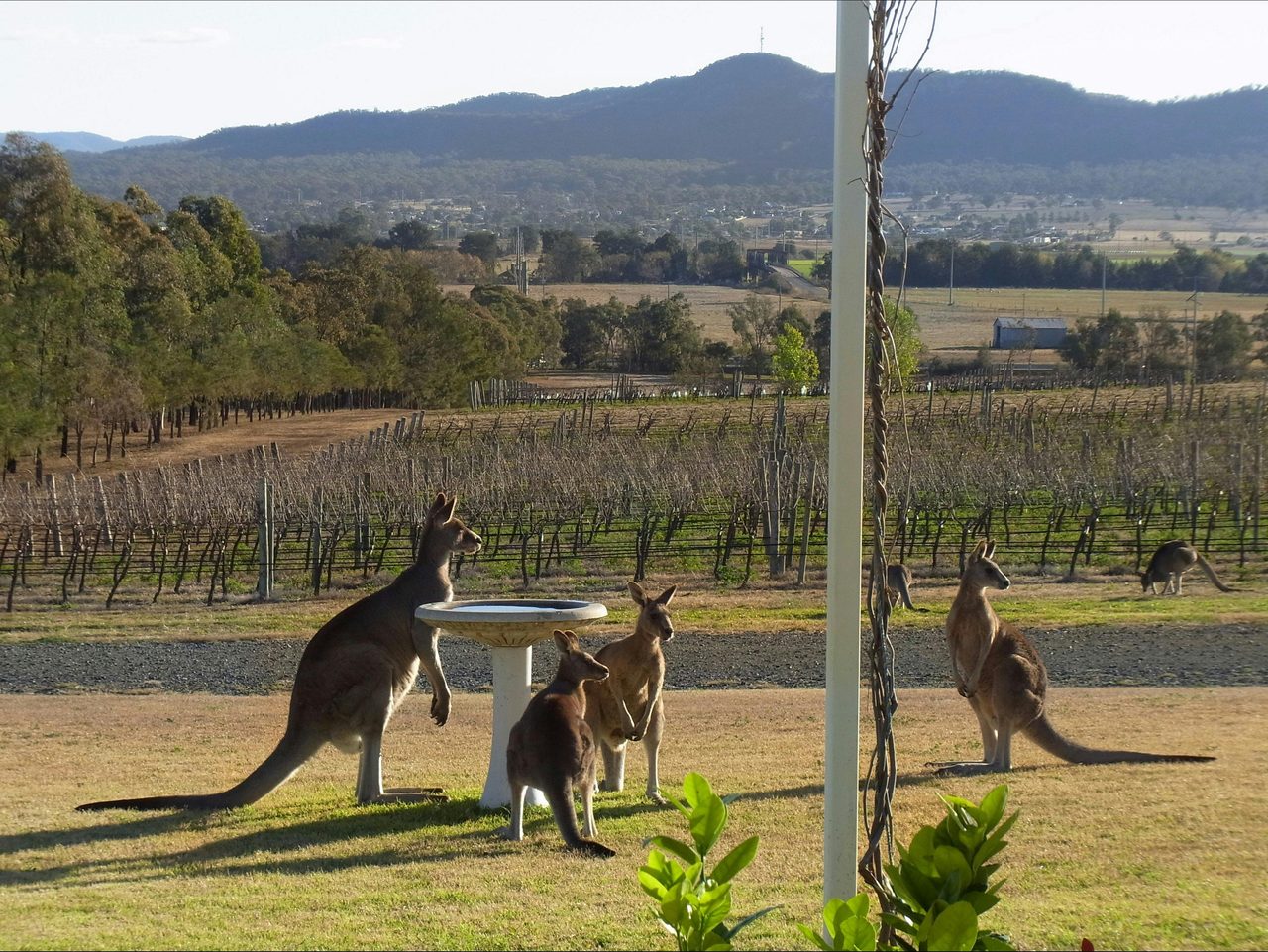 Front of the cellar door where as gathering spot - Bird Bath