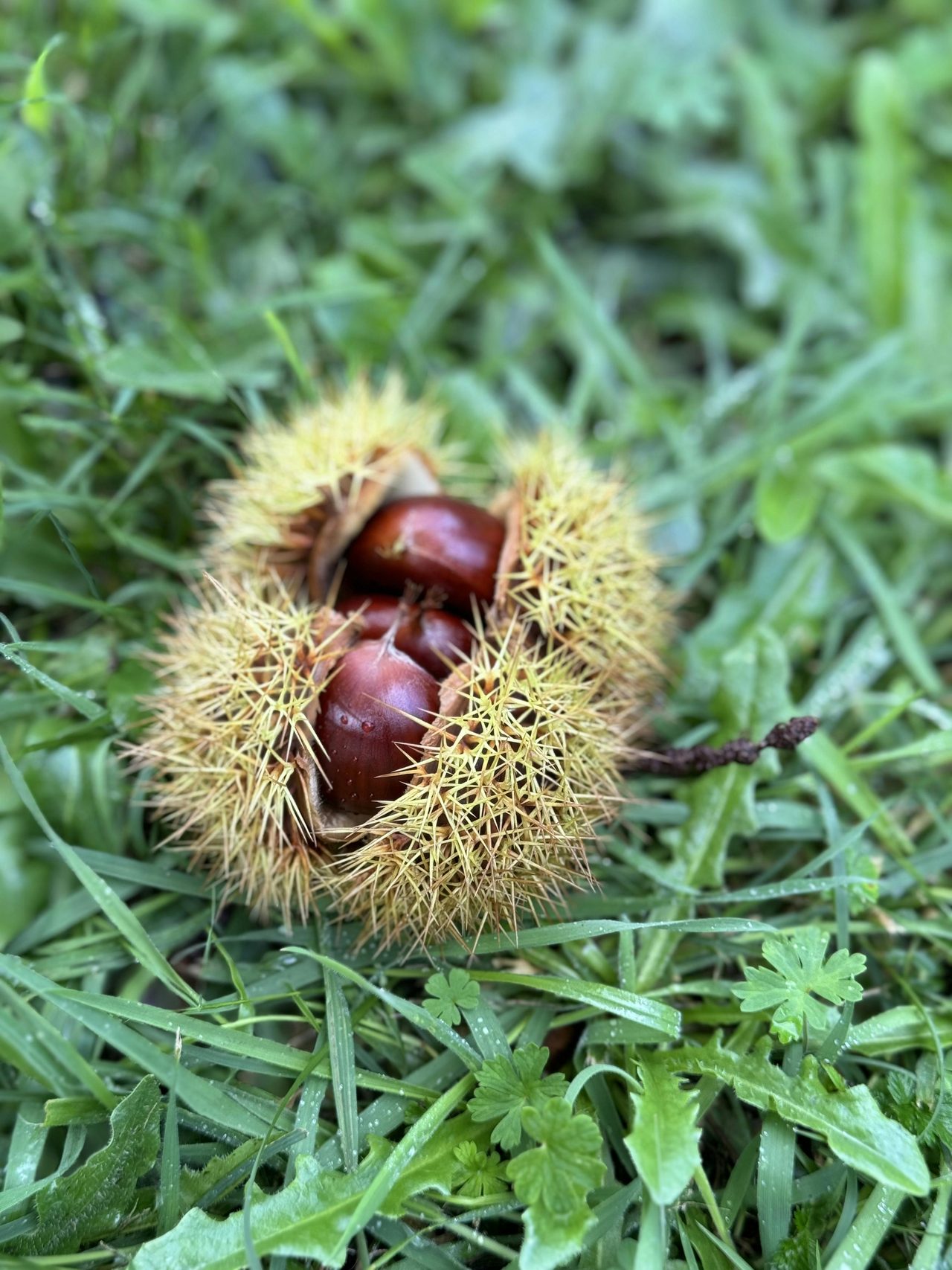 Chestnuts