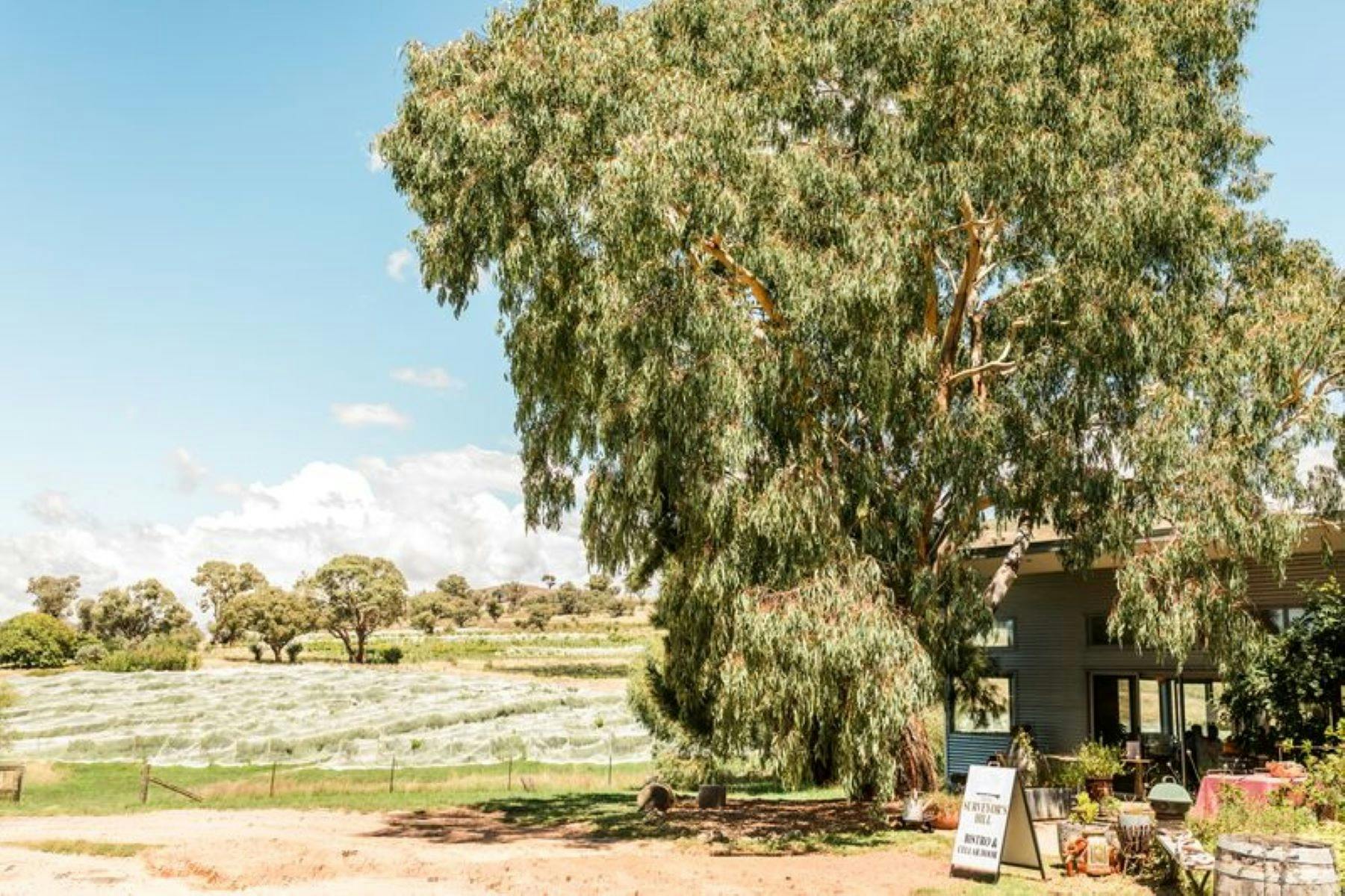 Surveyors Hill Vineyard