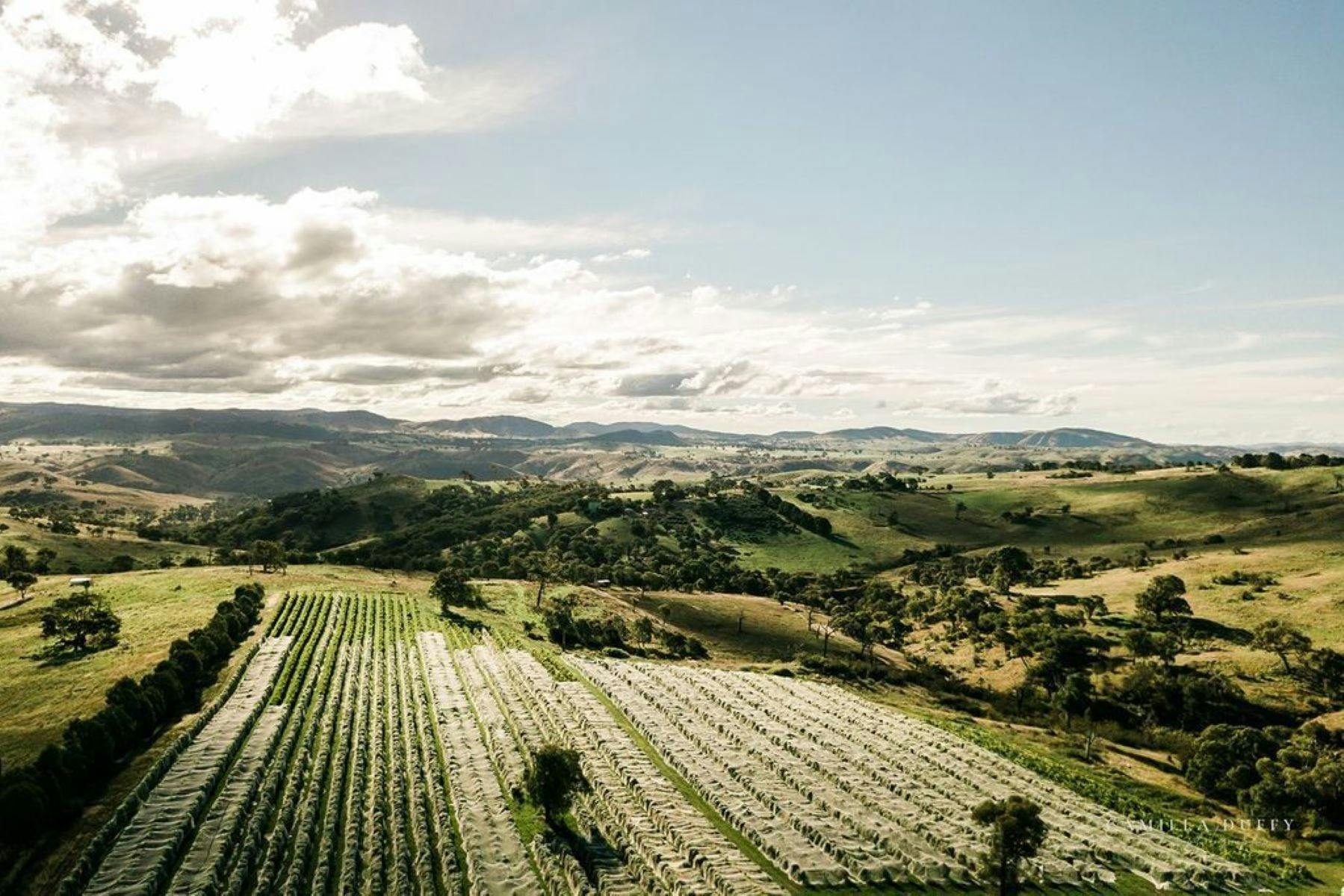 Surveyors Hill Vineyard Ariel Shot